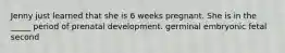 Jenny just learned that she is 6 weeks pregnant. She is in the _____ period of prenatal development. germinal embryonic fetal second