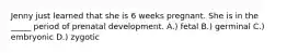 Jenny just learned that she is 6 weeks pregnant. She is in the _____ period of prenatal development. A.) fetal B.) germinal C.) embryonic D.) zygotic