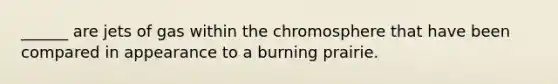 ______ are jets of gas within the chromosphere that have been compared in appearance to a burning prairie.