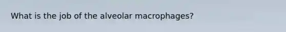 What is the job of the alveolar macrophages?