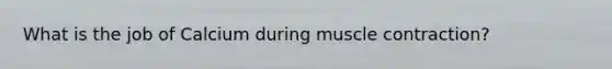 What is the job of Calcium during muscle contraction?