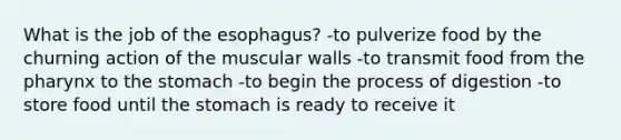 What is the job of the esophagus? -to pulverize food by the churning action of the muscular walls -to transmit food from the pharynx to the stomach -to begin the process of digestion -to store food until the stomach is ready to receive it