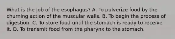 What is the job of the esophagus? A. To pulverize food by the churning action of the muscular walls. B. To begin the process of digestion. C. To store food until the stomach is ready to receive it. D. To transmit food from the pharynx to the stomach.