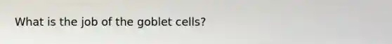 What is the job of the goblet cells?