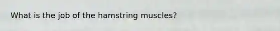 What is the job of the hamstring muscles?