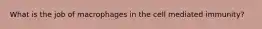 What is the job of macrophages in the cell mediated immunity?