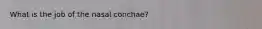 What is the job of the nasal conchae?