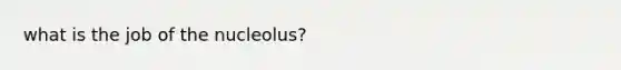 what is the job of the nucleolus?