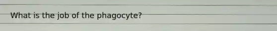 What is the job of the phagocyte?