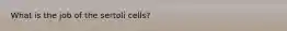 What is the job of the sertoli cells?