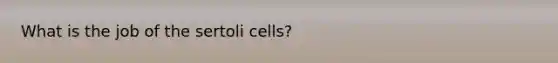 What is the job of the sertoli cells?