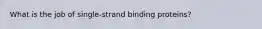 What is the job of single-strand binding proteins?