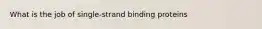 What is the job of single-strand binding proteins