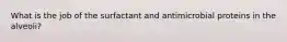 What is the job of the surfactant and antimicrobial proteins in the alveoli?