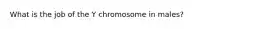 What is the job of the Y chromosome in males?