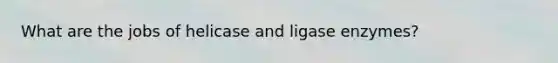What are the jobs of helicase and ligase enzymes?