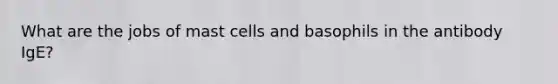 What are the jobs of mast cells and basophils in the antibody IgE?