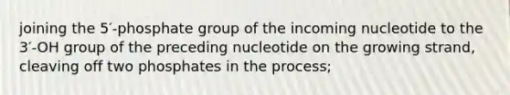 joining the 5′-phosphate group of the incoming nucleotide to the 3′-OH group of the preceding nucleotide on the growing strand, cleaving off two phosphates in the process;