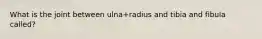 What is the joint between ulna+radius and tibia and fibula called?