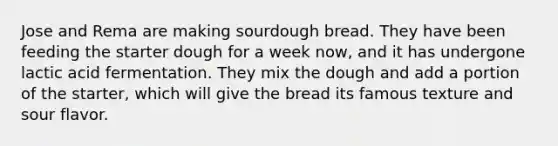 Jose and Rema are making sourdough bread. They have been feeding the starter dough for a week now, and it has undergone lactic acid fermentation. They mix the dough and add a portion of the starter, which will give the bread its famous texture and sour flavor.