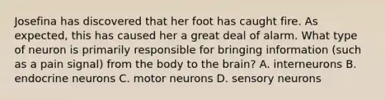 Josefina has discovered that her foot has caught fire. As expected, this has caused her a great deal of alarm. What type of neuron is primarily responsible for bringing information (such as a pain signal) from the body to the brain? A. interneurons B. endocrine neurons C. motor neurons D. sensory neurons