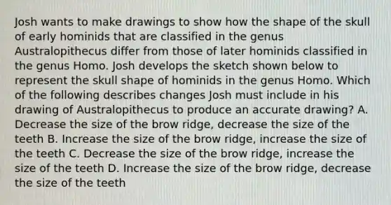 Josh wants to make drawings to show how the shape of the skull of early hominids that are classified in the genus Australopithecus differ from those of later hominids classified in the genus Homo. Josh develops the sketch shown below to represent the skull shape of hominids in the genus Homo. Which of the following describes changes Josh must include in his drawing of Australopithecus to produce an accurate drawing? A. Decrease the size of the brow ridge, decrease the size of the teeth B. Increase the size of the brow ridge, increase the size of the teeth C. Decrease the size of the brow ridge, increase the size of the teeth D. Increase the size of the brow ridge, decrease the size of the teeth