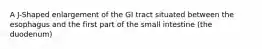 A J-Shaped enlargement of the GI tract situated between the esophagus and the first part of the small intestine (the duodenum)