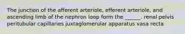 The junction of the afferent arteriole, efferent arteriole, and ascending limb of the nephron loop form the ______. renal pelvis peritubular capillaries juxtaglomerular apparatus vasa recta