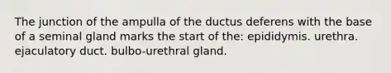 The junction of the ampulla of the ductus deferens with the base of a seminal gland marks the start of the: epididymis. urethra. ejaculatory duct. bulbo-urethral gland.