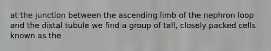 at the junction between the ascending limb of the nephron loop and the distal tubule we find a group of tall, closely packed cells known as the