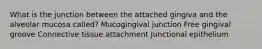 What is the junction between the attached gingiva and the alveolar mucosa called? Mucogingival junction Free gingival groove Connective tissue attachment Junctional epithelium