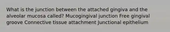 What is the junction between the attached gingiva and the alveolar mucosa called? Mucogingival junction Free gingival groove Connective tissue attachment Junctional epithelium