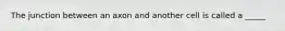 The junction between an axon and another cell is called a _____