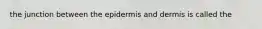 the junction between the epidermis and dermis is called the