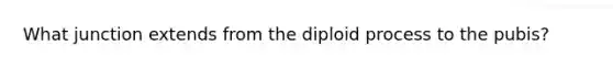 What junction extends from the diploid process to the pubis?