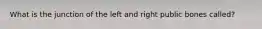 What is the junction of the left and right public bones called?