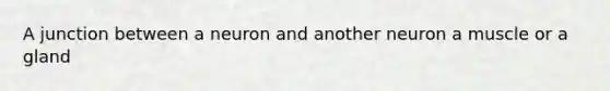A junction between a neuron and another neuron a muscle or a gland