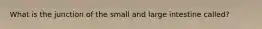 What is the junction of the small and large intestine called?