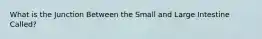 What is the Junction Between the Small and Large Intestine Called?