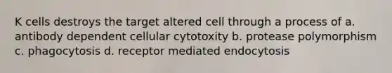 K cells destroys the target altered cell through a process of a. antibody dependent cellular cytotoxity b. protease polymorphism c. phagocytosis d. receptor mediated endocytosis