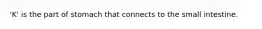 'K' is the part of stomach that connects to the small intestine.