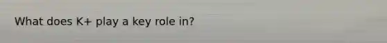 What does K+ play a key role in?