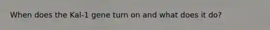 When does the Kal-1 gene turn on and what does it do?