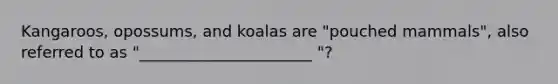 Kangaroos, opossums, and koalas are "pouched mammals", also referred to as "______________________ "?