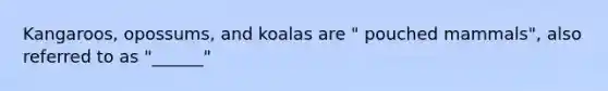 Kangaroos, opossums, and koalas are " pouched mammals", also referred to as "______"