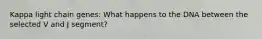 Kappa light chain genes: What happens to the DNA between the selected V and J segment?
