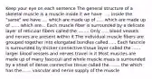 Keep your eye on each sentence The general structure of a skeletal muscle is a muscle inside it we have ..... inside the "same" we have .... which are made up of ..... which are made up of ...... which are... Each muscle fiber is surrounded by a delicate layer of reticular fibers called the ........ Only ..... blood vessels and nerves are present within it The individual muscle fibers are grouped together into elongated bundles called ..... Each fascicle is surrounded by thicker connective tissue layer called the ...... larger blood vessels and nerves travel in it Most muscles are made up of many fasciculi and whole muscle mass is surrounded by a sheet of dense connective tissue called the ....... the which has the....... vascular and nerve supply of the muscle