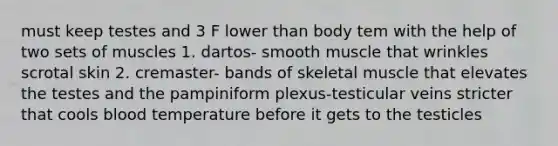 must keep testes and 3 F lower than body tem with the help of two sets of muscles 1. dartos- smooth muscle that wrinkles scrotal skin 2. cremaster- bands of skeletal muscle that elevates the testes and the pampiniform plexus-testicular veins stricter that cools blood temperature before it gets to the testicles