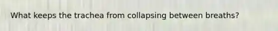 What keeps the trachea from collapsing between breaths?