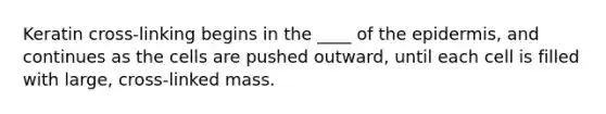 Keratin cross-linking begins in the ____ of the epidermis, and continues as the cells are pushed outward, until each cell is filled with large, cross-linked mass.